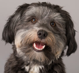 Kalle, der Therapiebegleithund