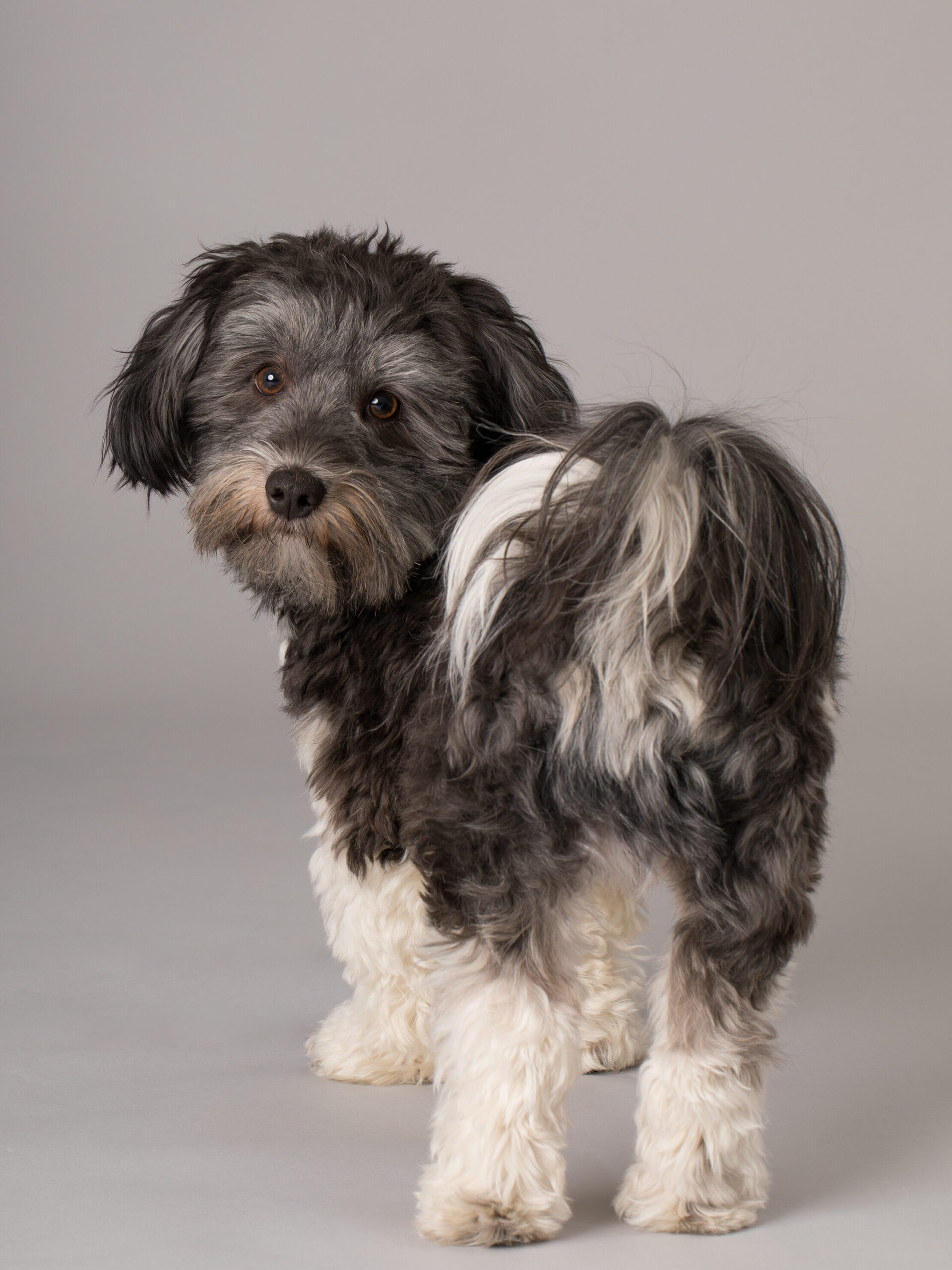 Kalle, der Therapiebegleithund zurückblickend